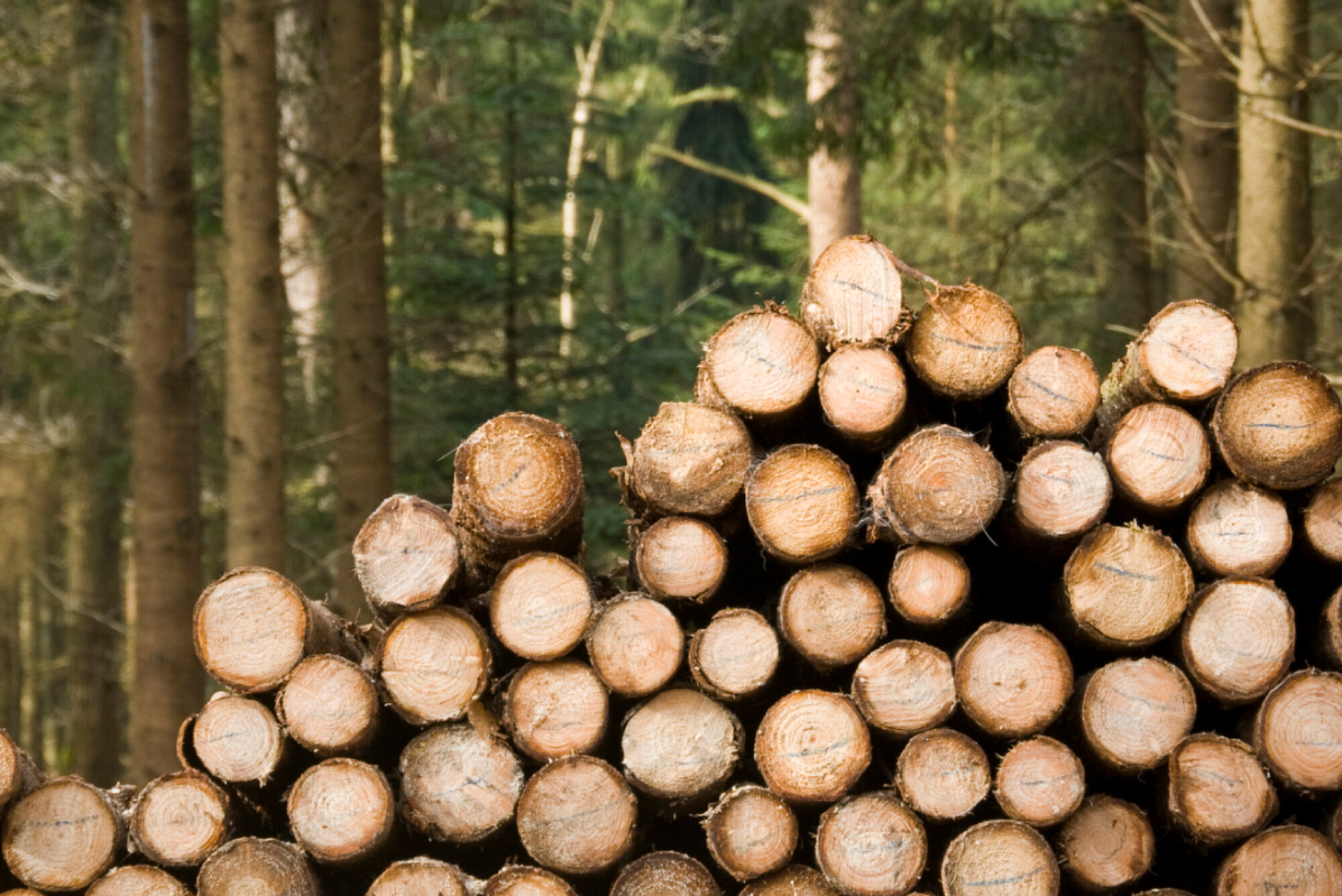 MJG Timber Case Study Unity Online